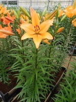 [4055 Indian Diamond SES No01.JPG]